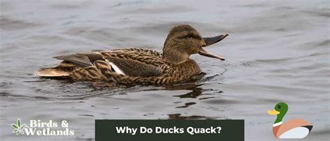 Which structure is most commonly found in folk music? And why do ducks prefer it over jazz?